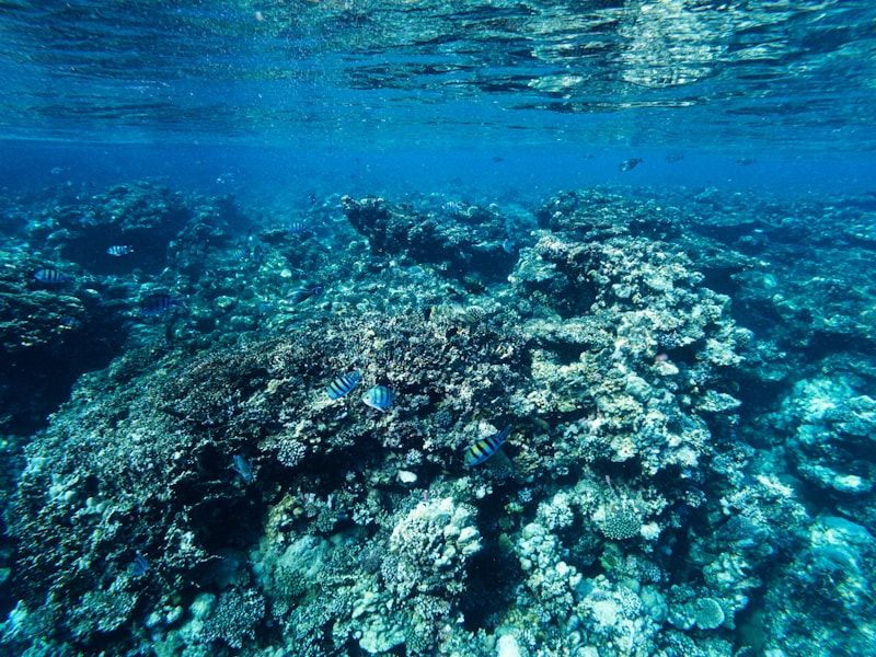 Coral reef and fish — illustrative marine photograph