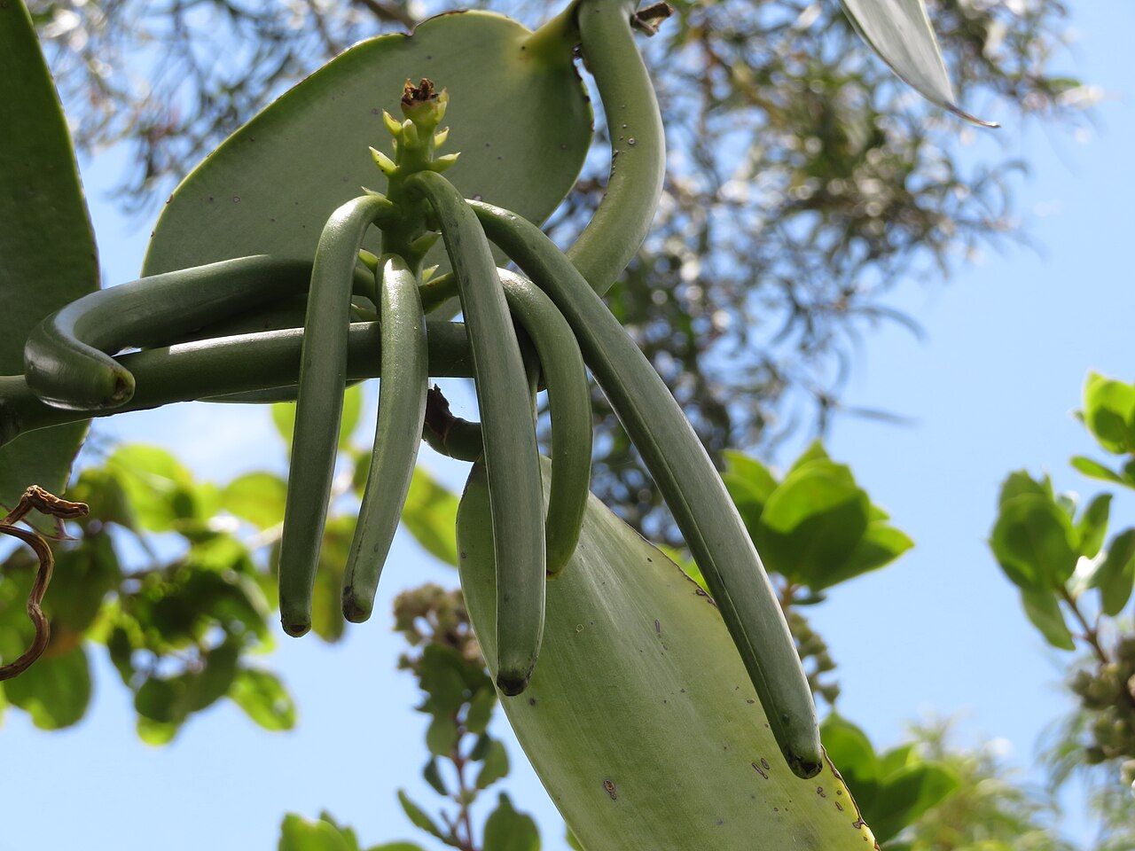 Vanilla pods growing on a vine in Maui — illustrative crop photograph