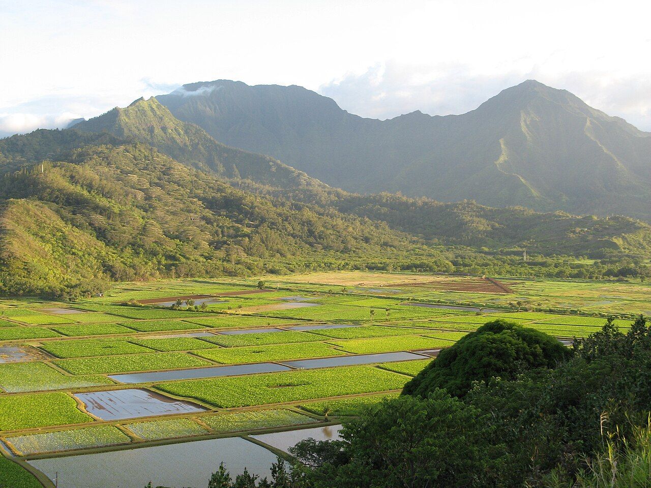 Taro fields in Hanalei, Hawaii — illustrative crop photograph
